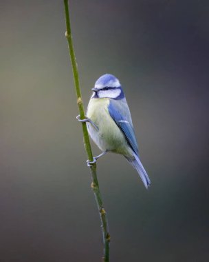 Blue Tit's perched in Humford Woods. Northumberland