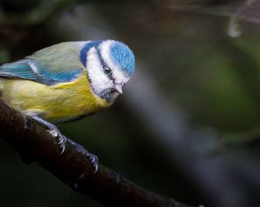 Blue Tit's perched in Humford Woods. Northumberland