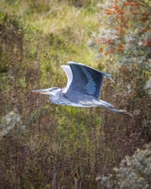 Gri balıkçıl (Ardea cinerea), Hauxley Doğa Rezervi, Northumberland, İngiltere üzerinde uçarken yakalandı.