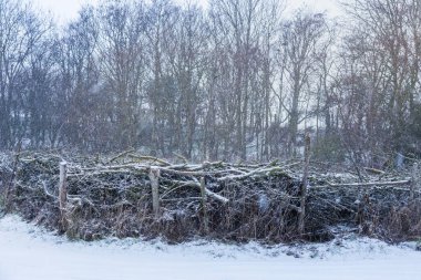 Ocak 2026 'da Hauxley Northumberland' da kış yürüyüşü.