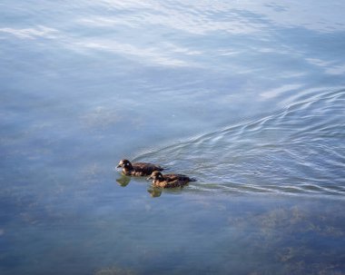 Erkek ve dişi Harlequin Ördekleri (Histrionicus histrionicus), üremeyen tüyler, Akureyri, İzlanda.