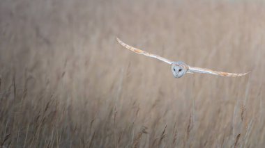 Batmakta olan kış güneşinde, bir Baykuş, Tyto Alba Northumberland kırsalında yaklaşan alacakaranlıkta avlanır..
