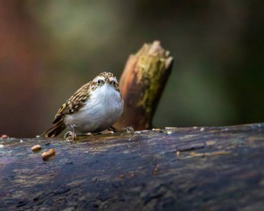 Avrasya Ağaç Bekçisi, Certhia aşinalığı, Pow Hill Doğa Koruma Alanı 'nda tüneyip zıplıyor.