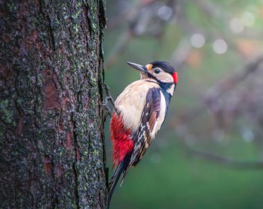 Büyük Benekli Ağaçkakan, İngiltere 'nin Durham Eyaleti' ndeki Pow Hill Country Park 'ına tünemiş ve yem atıcılarını kullanmıştır. Ocak 2026