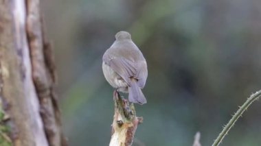 Robin Redbone, Erithacus Rubecula, nehir kıyısındaki bir kütüğe tünemiş Humford, Northumberland, Şubat 2026