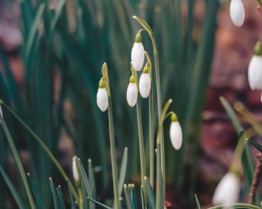 Orman zemininde kar damlaları, Humford Ormanı, Northumberland, Şubat 2026