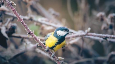 Great Tit, Parsus Major, perched in the gloom of Humford Woods., Northumberland, February 2026