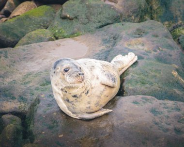 Liman ya da Deniz Komandoları, Phoca Vitulina, suların çekildiği kayalıklarda şekerleme, St Mary Adası, Whitley Körfezi, Şubat 2026