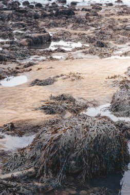 Whitley Körfezi Kuzey Tyneside 'den deniz ve sahil dokuları, Şubat 2026