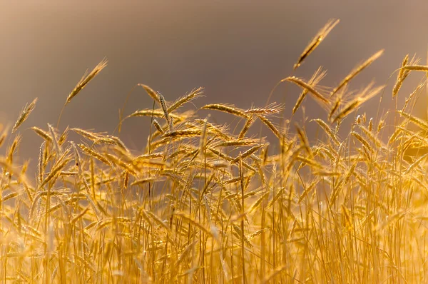 Campo de trigo sob o pôr do sol . — Fotografia de Stock