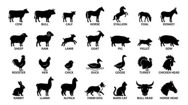 Bu kapsamlı çiftlik hayvanı siluetleri tavuk ve ördek gibi kümes hayvanları, atlar ve koyunlar gibi çeşitli çiftlik hayvanlarını içerir. Bu düz siyah vektör çizimleri tarımsal markalaşma ve eğitim paspası için mükemmeldir.