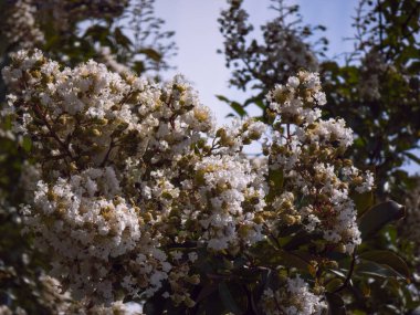 LAGERSTROEMIA  FAURIEI NATCHEZ white blossoms in soft summer sunlight