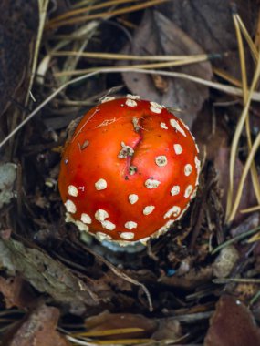 Top view of fly agaric mushroom (AMANITA MUSCARIA) among forest leaves, Poland