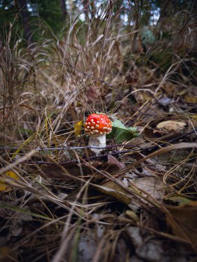 Fly agaric mushroom (AMANITA MUSCARIA) standing alone on the forest floor, Poland