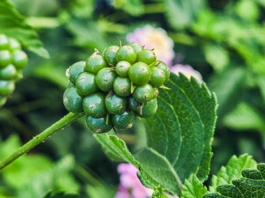 Olgunlaşmamış Lantana Camara Meyveli Kıbrıs 'ın Macro Yakın Çekimi,