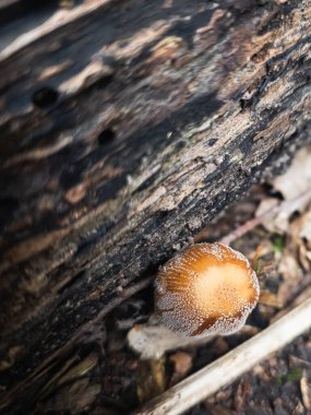 Tek Coprinellus micaceus mantarı çürüyen ağaçta, Almanya