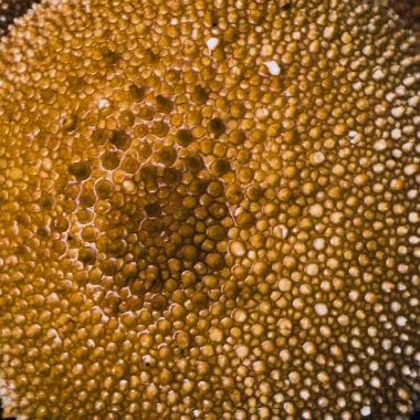 Tütsülenmiş mantar yüzeyinin soyut organik dokusu