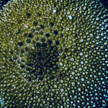 Kabarık mantarın soyut yeşil makro dokusu dijital olarak geliştirilmiş. 