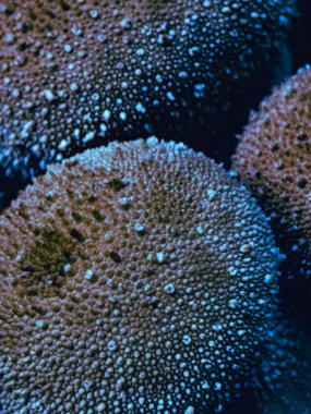 Dijital olarak geliştirilmiş tütsülenmiş mantarların fantezi mavi makro dokusu