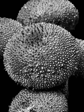 Tek renkli yüksek kontrastlı tütsülenmiş mantar mantarı ince sanat dokusu.