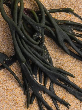 Koyu yeşil deniz yosunu kodyumu kırılgan kumla yıkanmış, yakın plan.