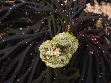 Ayrıntılı Kodyum kırılgan deniz yosunu çekirdeği ve kumla kaplı, Portekiz