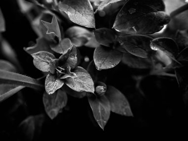 Siyah ve beyaz botanik doku, monokromda sanatsal yaprak makrosu