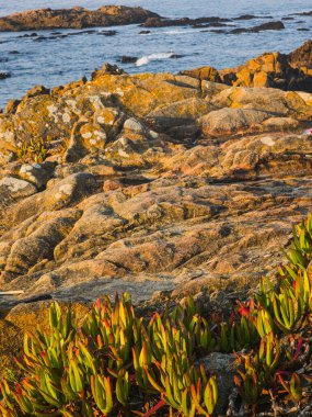 Lezzetli Kıyı Bitkileri ve Rocky Shoreline, Praia Azul, Portekiz
