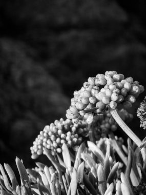 Kıyı Santrali Siyah-Beyaz Kapalı