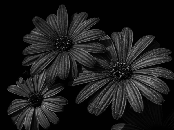 Siyah ve beyaz OSTEOSPERMUM çiçekleri koyu arkaplanda