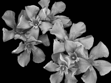 Siyah ve beyaz zakkum çiçeği dokusu izole edilmiş NERIUM OLEANDER bileşimi