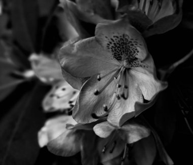 RHODODENDRON CATAWBIENSE çiçeğinin yakın plan siyah ve beyaz makro fotoğrafçılığı