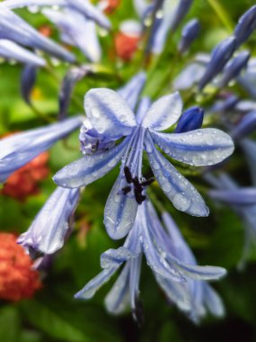 AGAPANTHUS, SU AÇIKLARINDAN ÇİÇEKSİ