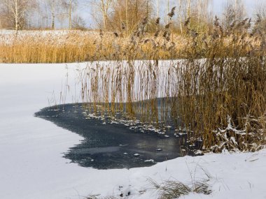 Polonya 'daki Kara Buz Gölü' nde Donmuş Sazlıklar,