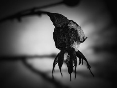 Güzel Sanatlar Siyah ve Beyaz Gül Kalçası