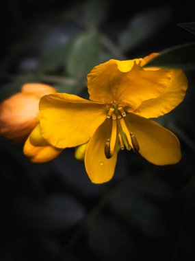 Sarı Duvar Çiçeği Karanlık Arkaplanda Yakın plan