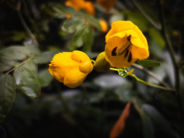 Sarı Senna Çiçeği Koyu Arkaplanda Buds ile yakın plan