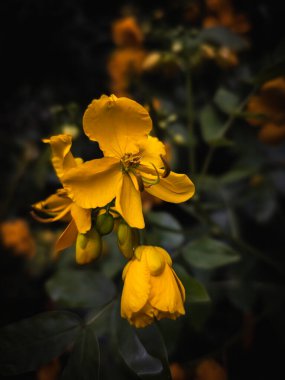 Sarı Senna Çiçeği Tomurcukları ile Karanlık Arkaplanda Yakın plan