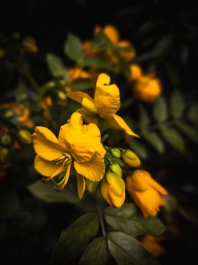 Sarı Senna Çiçekleri ve Tomurcukları Karanlık Arkaplanda Yakın plan