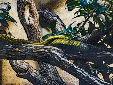Yeşil Mamba (Dendroaspis viridis) ağaç dalında dinleniyor, yakın görüş
