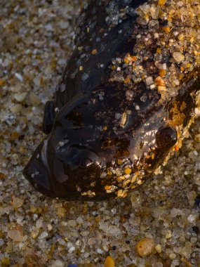 Deniz Tavşanı Deniz Sümüklüböceği Kumlu Sahile yakın çekim Portekiz