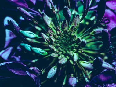 soyut makro doku örümcek çiçeği radyal desen mor arkaplan