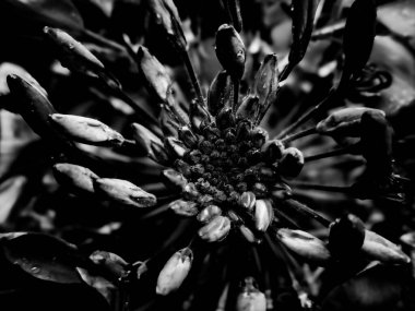 siyah ve beyaz soyut makro doku örümcek çiçeği radikal desen dramatik arkaplan