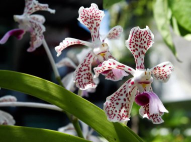 Kırmızımsı pembe benekli beyaz taç yaprakları ve tropik bir bahçede parlak bir şekilde açan mor bir merkezden oluşan bir Vanda orkideleri kümesi..