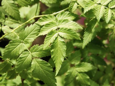 Rubus cinsinden canlı yeşil yaprak yakın çekim muhtemelen böğürtlen veya ahududu, gün ışığında tırtıklı dokuyu vurguluyor.
