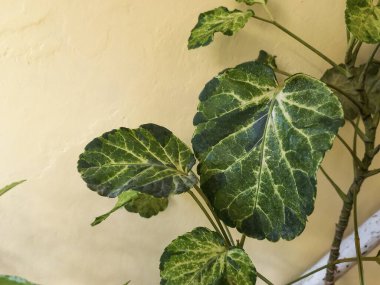 Bir Balfour Aralia veya Polyscias scutellaria ev bitkisinin koyu yeşil, çeşitli yaprakları, yumuşak sarı bir duvar arka planına karşı yaprak dokusunu sergiliyor.