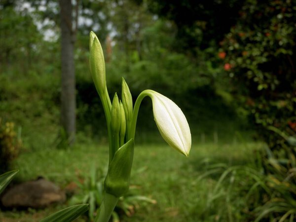 Нежная белая Болотная Лилия или Кринум бутон мягко начинает открываться, в окружении других зеленых бутонов и листвы. Захватывает красоту и рост природы.