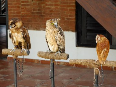 Güzel baykuş çitte oturuyor