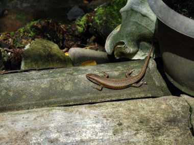 Küçük bir kertenkele nemli, yosunlu bir bahçe ortamında engebeli bir beton çıkıntıda dinleniyor. Açık havada tropik bir sürüngenin vahşi yaşam fotoğrafı..