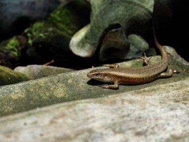 Kaba beton bir çıkıntıda dinlenen kahverengi ve turuncu çizgili kertenkele. Dramatik güneş ışığı ve gölge sürüngenin doğadaki pullu dokusunu vurgular..